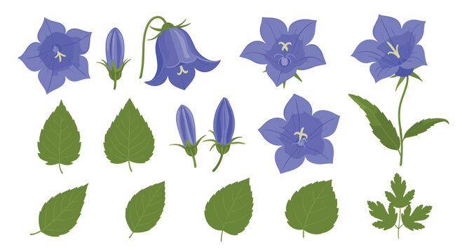 Detailed botanical set of blue bellflowers in various stages from closed buds to full blooms accompanied by different leaf shapes.