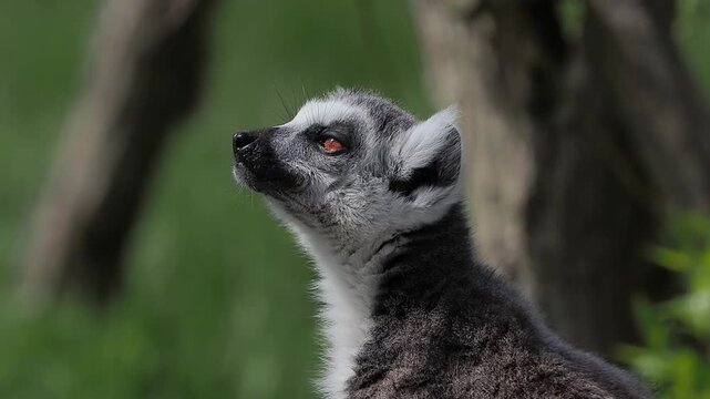 Ring-tailed lemur profile portrait looking up in the forest.  slow motion