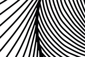 Naklejka premium Abstract Black and White Curved Lines Pattern.