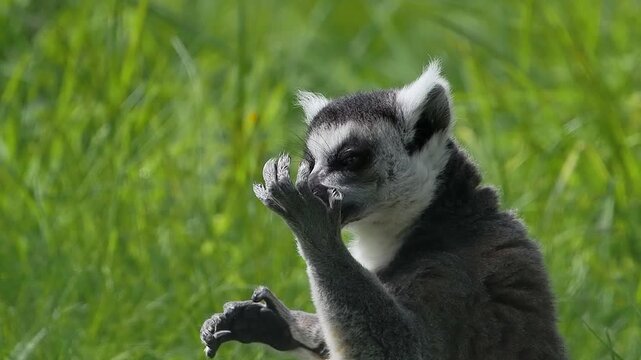 Ring-tailed lemur licking its paw in a natural forest. slow motion