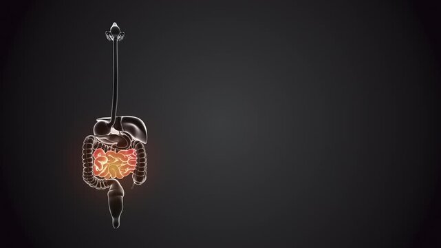 Small intestine with internal organs loopable 