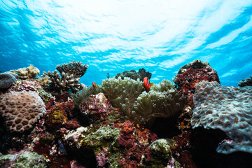 Fototapeta premium Tropical clownfish and sea anemone under bright blue ocean surface