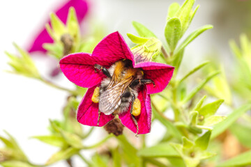 Trzmiel ziemny zbierający nektar z fioletowego kwiatu surfinii. Zbliżenie macro na owada zapylającego rośliny ogrodowe w słoneczny dzień. Widoczne żółte koszyczki pyłkowe na odnóżach. © Henryk Niestrój