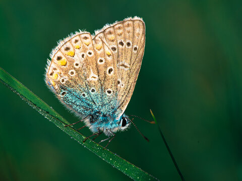Makro zbliżenie na motyla modraszka siedzącego na źdźble trawy. Detale niebiesko-brązowych skrzydeł na rozmytym zielonym tle. Letnia przyroda, entomologia, mikrokosmos, dzika fauna.