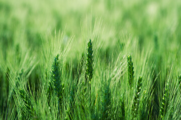 Zbliżenie na młode, zielone kłosy pszenicy na polu. Świeża tekstura natury, rolnictwo i uprawa zbóż wiosną. Makro ujęcie soczystej roślinności. © Henryk Niestrój