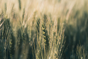 Zbliżenie na kłosy pszenicy w złotym świetle zachodzącego słońca. Malownicze pole zboża o poranku, natura i rustykalny klimat polskiej wsi. © Henryk Niestrój