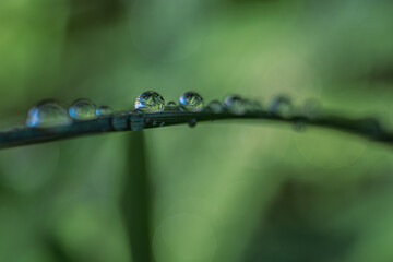 Przezroczyste krople rosy na cienkim źdźble trawy. Makro ujęcie porannej wilgoci na zielonym tle. Koncepcja świeżości, czystości i budzącej się natury. © Henryk Niestrój