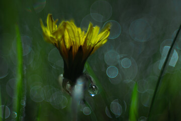 Mniszek lekarski z kroplą rosy na tle magicznego, bąbelkowego bokeh. Artystyczne ujęcie makro kwiatu w porannej mgle. Nastrojowa fotografia przyrody, detale rośliny i krople wody, wiosna. © Henryk Niestrój