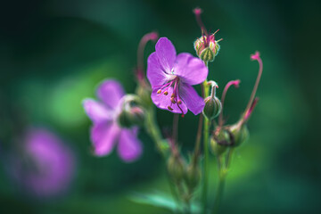 Zbliżenie makro na fioletowe kwiaty bodziszka leśnego. Delikatne pąki i płatki w naturalnym środowisku. Nastrojowe, ciemne tło podkreślające detale rośliny. © Henryk Niestrój