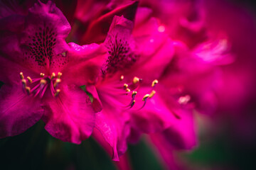 Makro zbliżenie na kwiaty różanecznika (rhododendron) w kolorze fuksji. Detale płatków i pręcików na rozmytym tle. Elegancka fotografia botaniczna, natura, wiosna, ogród. © Henryk Niestrój
