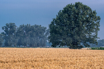 Złote pole dojrzałej pszenicy z majestatycznym drzewem na tle ciemnego nieba. Wiejski krajobraz rolniczy, natura, żniwa i sielski klimat polskiej wsi przed burzą latem. © Henryk Niestrój