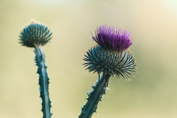 Kwitnący oset fioletowy na słonecznej łące. Makro zbliżenie na kolczasty kwiat i pąk na rozmytym, pastelowym tle. Dzika roślina, przyroda, botanika, koncepcja odporności i naturalnego piękna. © Henryk Niestrój
