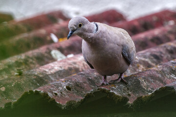 Synogarlica obrożna na starym, falistym dachu. Portret cukrówki o szarym upierzeniu z charakterystyczną obrożą na szyi. Dzika przyroda w mieście, ptak siedzący na krawędzi budynku. © Henryk Niestrój