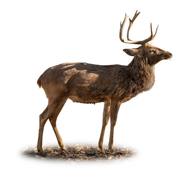 Eld's Deer male standing in profile, displaying sweeping antlers, lean body, and earthy brown coat on a clean light background