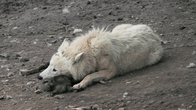 In the wild, the Arctic wolf feeds on its newborn wolf cubs on the ground.