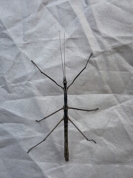 Close-up of a stick insect resting on a light-colored fabric surface, showcasing its natural camouflage that closely resembles a thin twig.