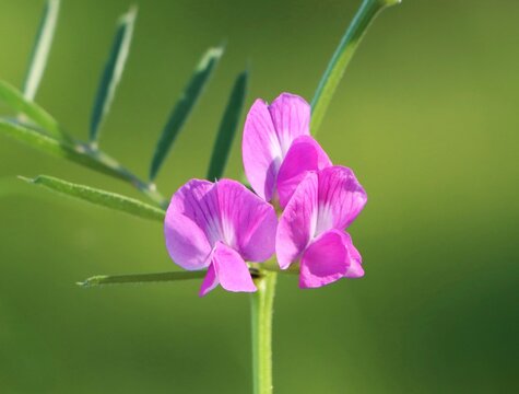 Wild flowering plant Vicia sativa (common vetch)