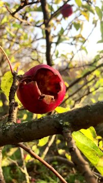 A lonely rotten apple on a tree branch