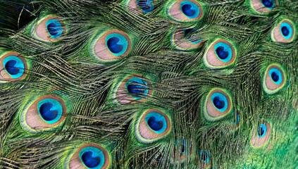 Fototapeta premium Peacock feather pattern, bright green - blue bird tail texture