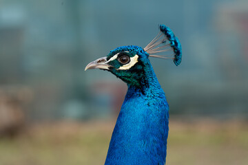 Obraz premium Peacock head closeup, bird face portrait, male peacock with blue feather and big eyes