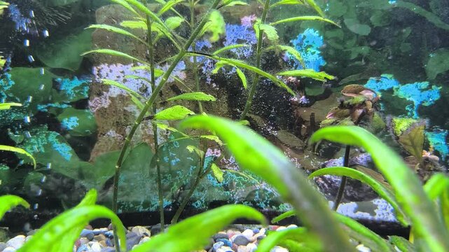 Fish eat food in the aquarium