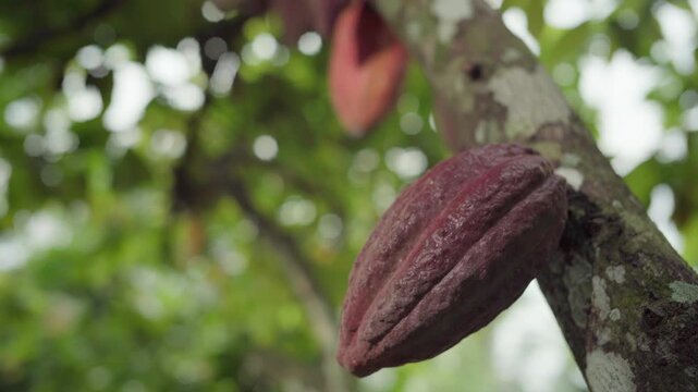Clear side-view footage of a mature red cocoa pod attached to a tropical tree branch.