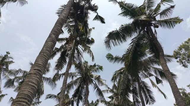 Aerial side movement over palm tree tops in tropical environment.