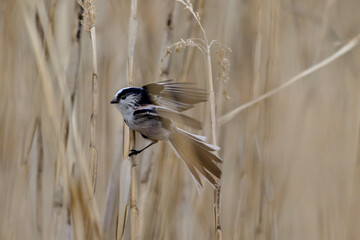 葦に留まり羽ばたくエナガ © cube197