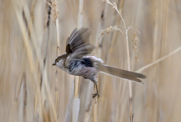 葦の枝から飛び立つエナガ © cube197