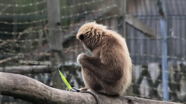 White-handed gibbon sitting on a branch in a zoo.