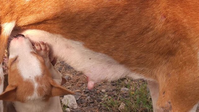 Street dog feeding her puppies with milk on roadside in India. Natural motherhood moment showing care, nurturing, animal behavior, and survival in urban environment. Concept of love and protection.