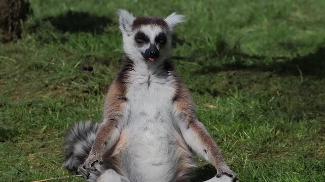 Ring-tailed lemur sitting in a funny sunbathing meditation pose. slow motion