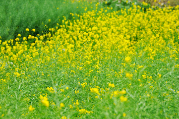 Obraz premium rapeseed field in spring