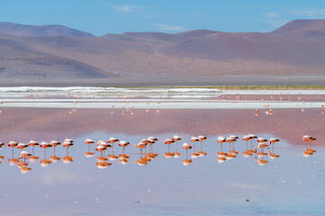 Fototapeta premium Serene flamingos wading in amazing Laguna Colorada of Bolivia
