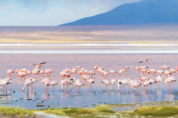 Fototapeta premium Peaceful flamingo flock at Laguna Colorada colorful red lake in Bolivia