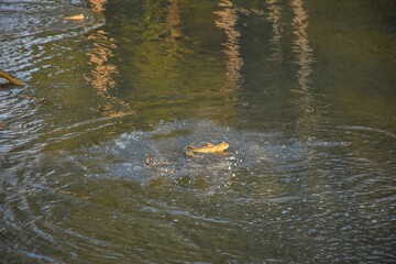 Fototapeta premium Adult male mudskipper is living in its big hole created during mating season in mangrove forest