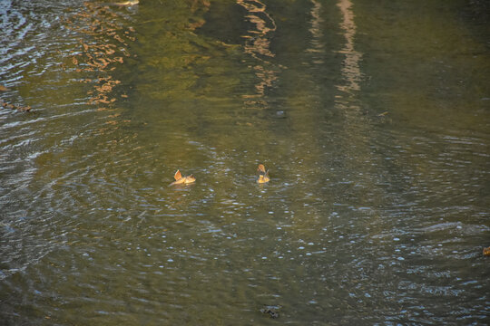 Adult male mudskipper is living in its big hole created during mating season in mangrove forest