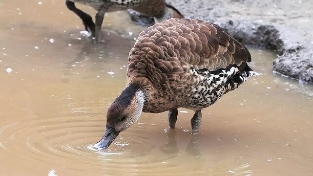 West Indian whistling duck drinking water in a muddy pond. slow motion