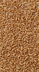 Fototapeta premium Scattered raw wheat kernels creating a simple, textural pattern on a pristine white background, suitable for minimalist designs, agriculture, kernel, copy space