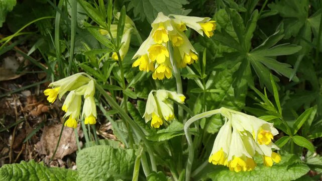 Beautiful yellow flowers called primroses in the Siberian mountains in the fields on a sunny spring day.
