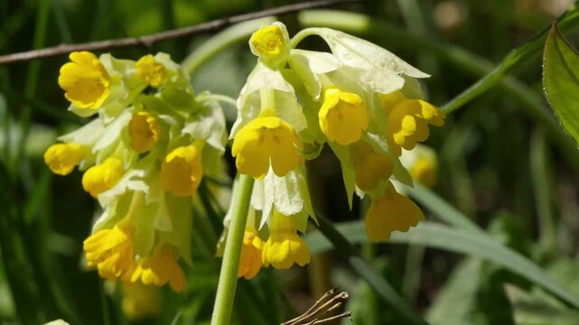 Beautiful yellow flowers called primroses in the Siberian mountains in the fields on a sunny spring day.