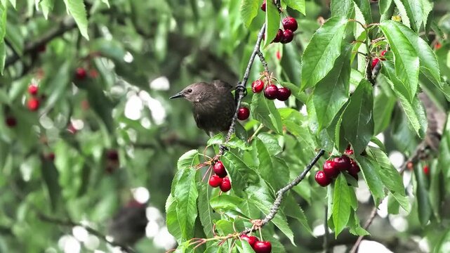 Common starling eating ripe cherries on a tree branch. slow motion
