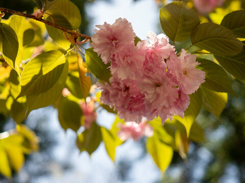Fluffy layered Yaezakura cherry blossoms on a branch