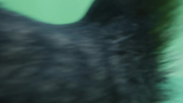 Cute tabby cat walks towards camera on green screen background in motion