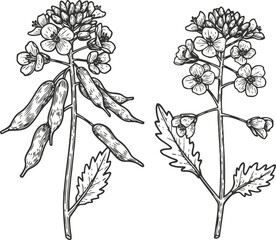 Fototapeta premium mustard plant with flowers and seed pods botanical illustration of herb and spice plant details