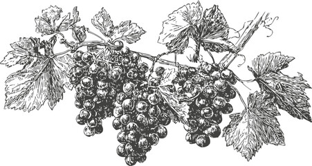 Fototapeta premium Detailed hand drawn grapevine branch with ripe grapes and large textured leaves in vintage