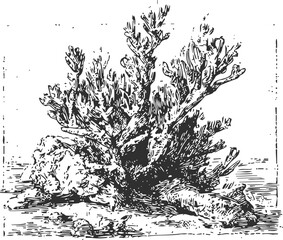 Obraz premium black and white detailed illustration of coral reef underwater marine life natural formation