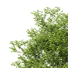 Obraz premium Tree branch isolated on transparent background. Large tree branch green leaves isolated on transparent background. Plant or tree leaves isolated on white background. Tree foliage PNG. Plant leaves PNG