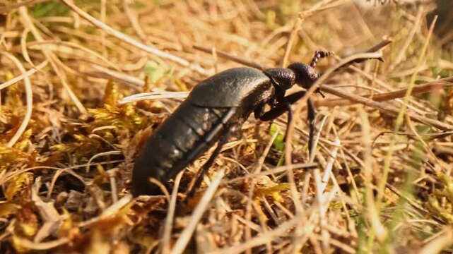 Male purple oil beetle (Meloe violaceus) crawling through grass in golden hour macro slow motion, searching for female by pheromones