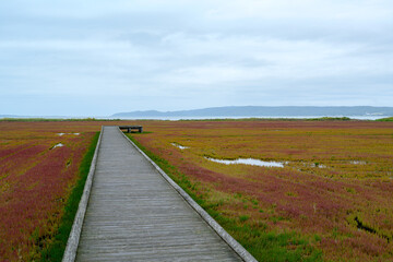 Fototapeta premium 色づき始めたサンゴ草群落 能取湖卯原内の自然風景 北海道網走